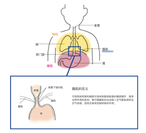 我们体内有一处被称为"膈肌"的膜状肌肉,它能将胸腔(容纳肺和心脏等