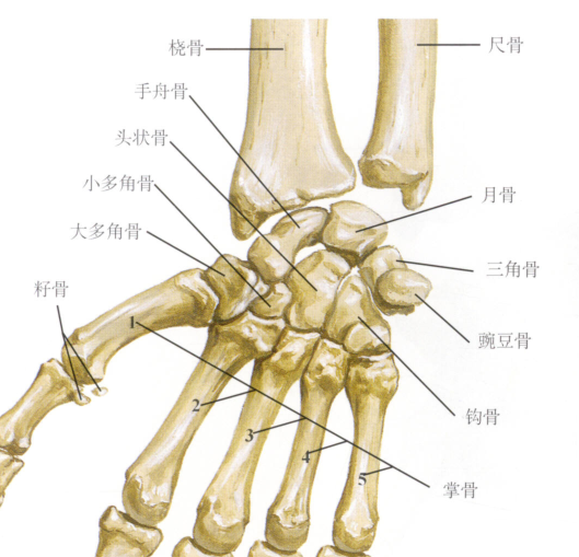 干货最全的腕手解剖图集