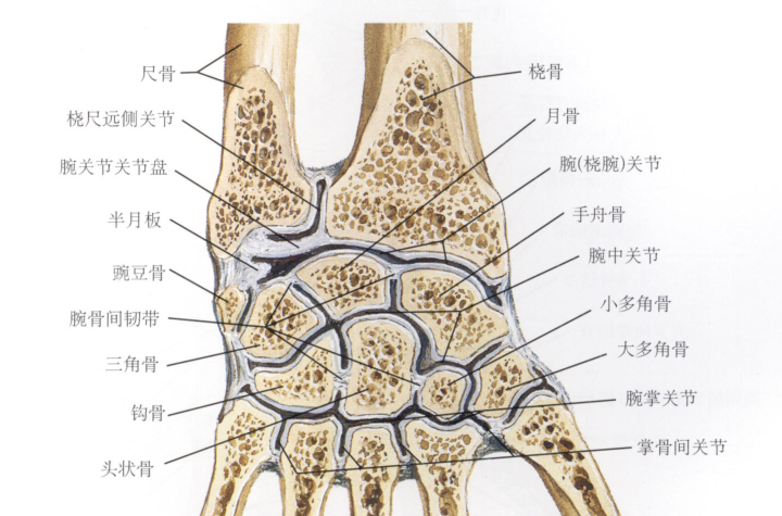 干货最全的腕手解剖图集