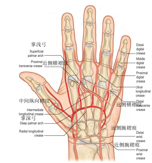 干货最全的腕手解剖图集