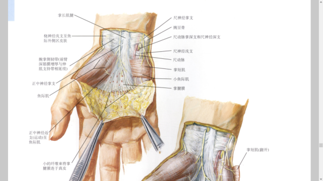 干货|最全的腕手解剖图集