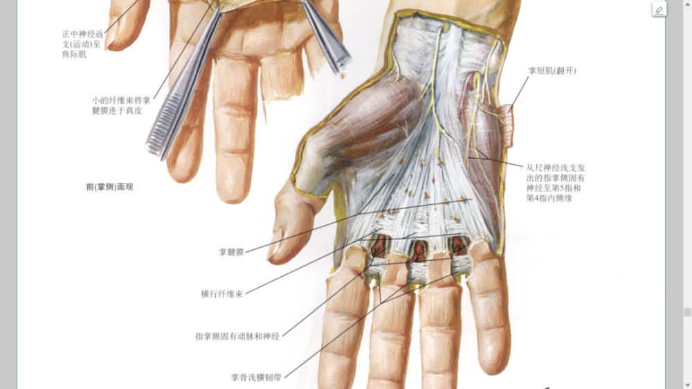 干货最全的腕手解剖图集