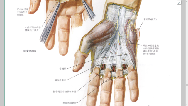 掌手浅层解剖前后位x片手掌上的褶痕韧带连接背侧(比掌侧弱)韧带连接