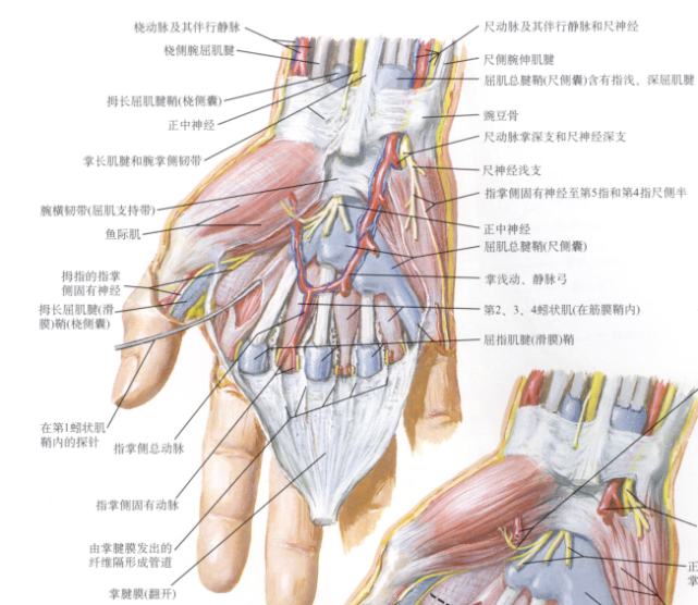 干货|最全的腕手解剖图集