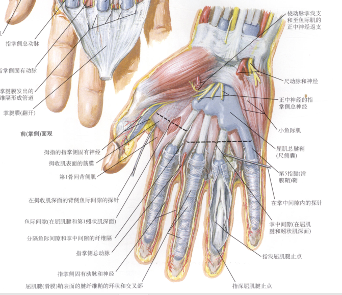 连接背侧(比掌侧弱)韧带连接掌侧腕管伸腕屈腕矢状面尺偏桡偏背侧面