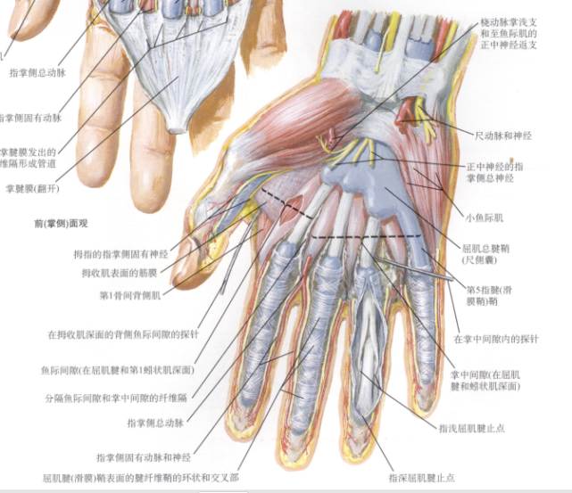 腕手深层解剖掌手浅层解剖前后位x片手掌上的褶痕韧带连接背侧(比掌侧