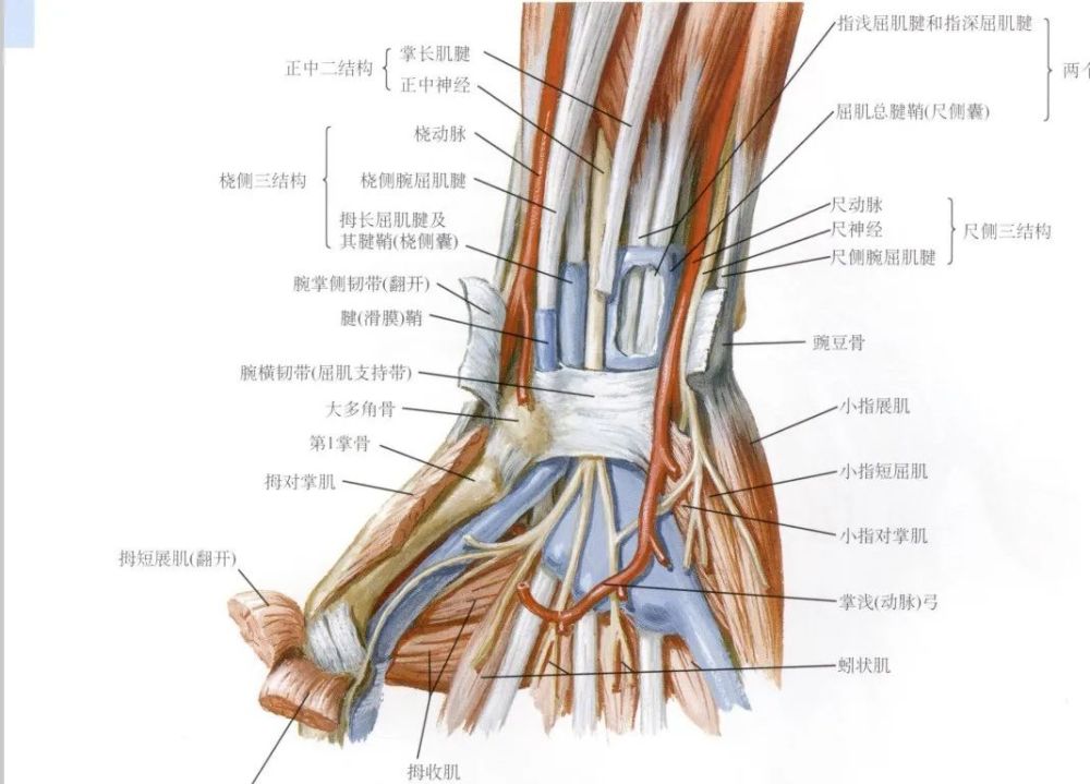 腕手深层解剖掌手浅层解剖前后位x片手掌上的褶痕韧带连接背侧(比掌侧