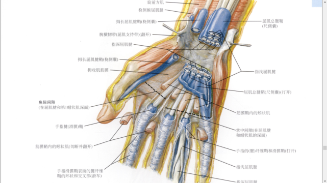 干货|最全的腕手解剖图集