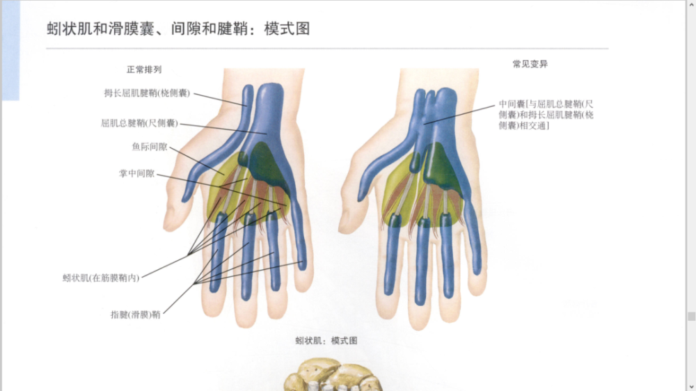 干货最全的腕手解剖图集