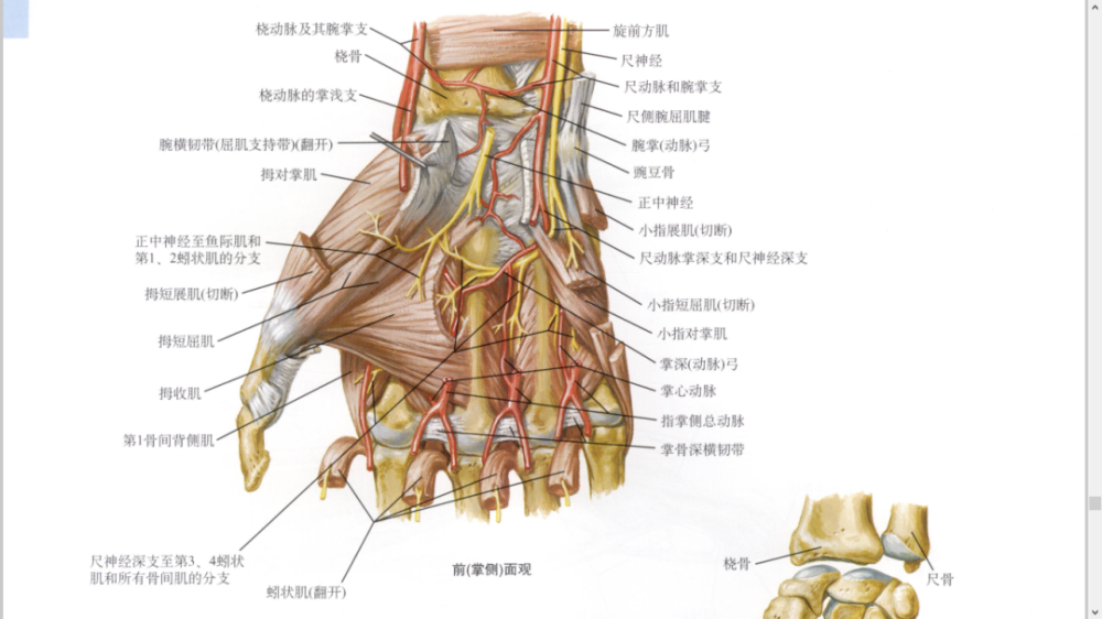 干货最全的腕手解剖图集
