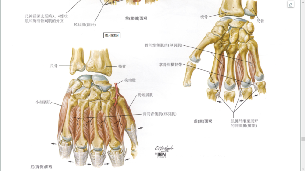 腕手深层解剖掌手浅层解剖前后位x片手掌上的褶痕韧带连接背侧(比掌侧