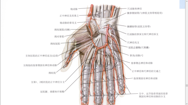 干货|最全的腕手解剖图集