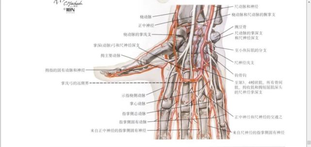 掌侧面腕手深层解剖掌手浅层解剖前后位x片手掌上的褶痕韧带连接背侧