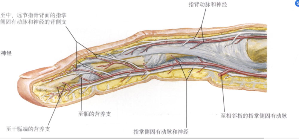 干货最全的腕手解剖图集