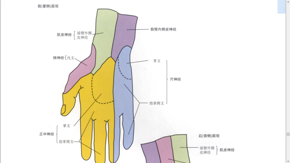 腕关节的稳定性由骨间韧带和腕周围的肌肉维持.