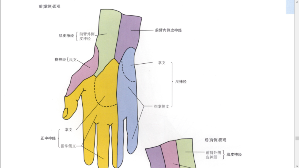 干货最全的腕手解剖图集