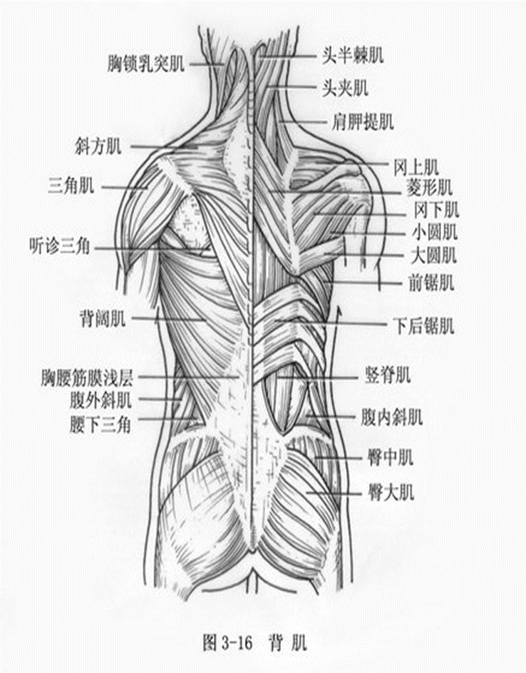 髂腰肌由髂肌和腰大肌组成,髂肌呈扇形,起自髂窝;腰大肌长形,起自腰椎