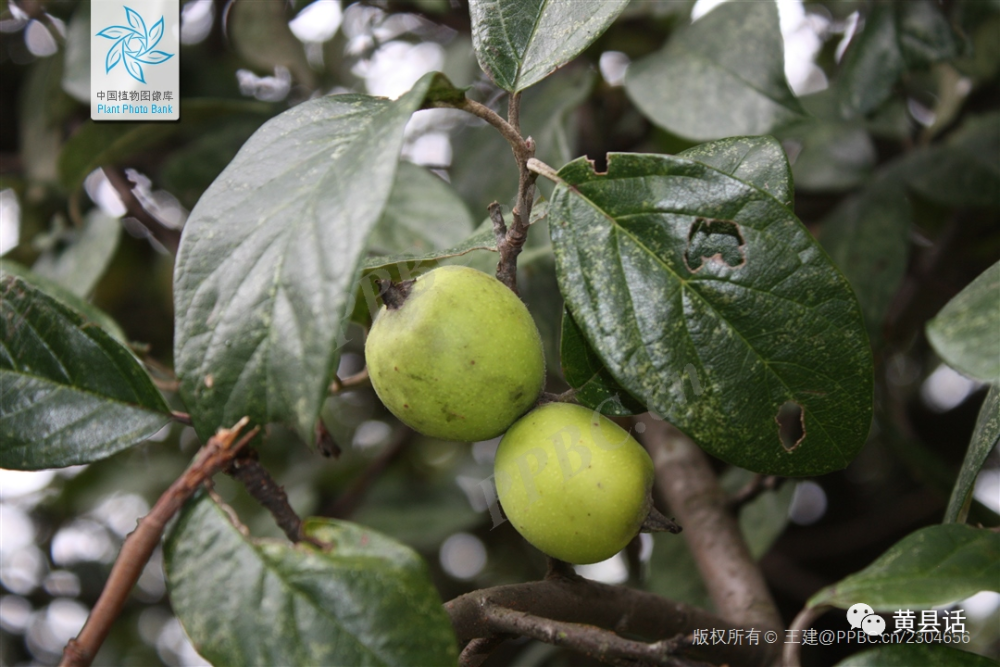 木瓜木桃木李