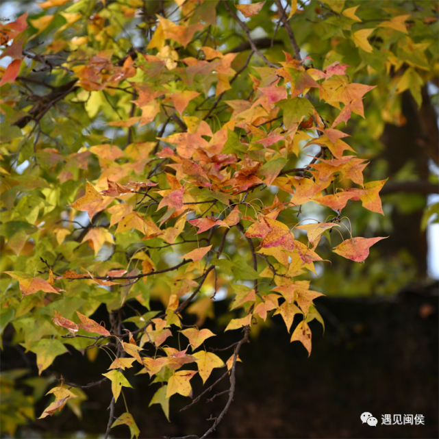 一起去看"醉"美"枫"景