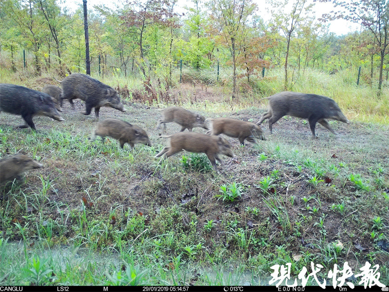 稀客变常客野猪频繁到城市做客怎么破