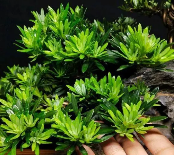 罗汉松耐干旱