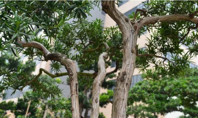 如果把罗汉松栽种到北方的话
