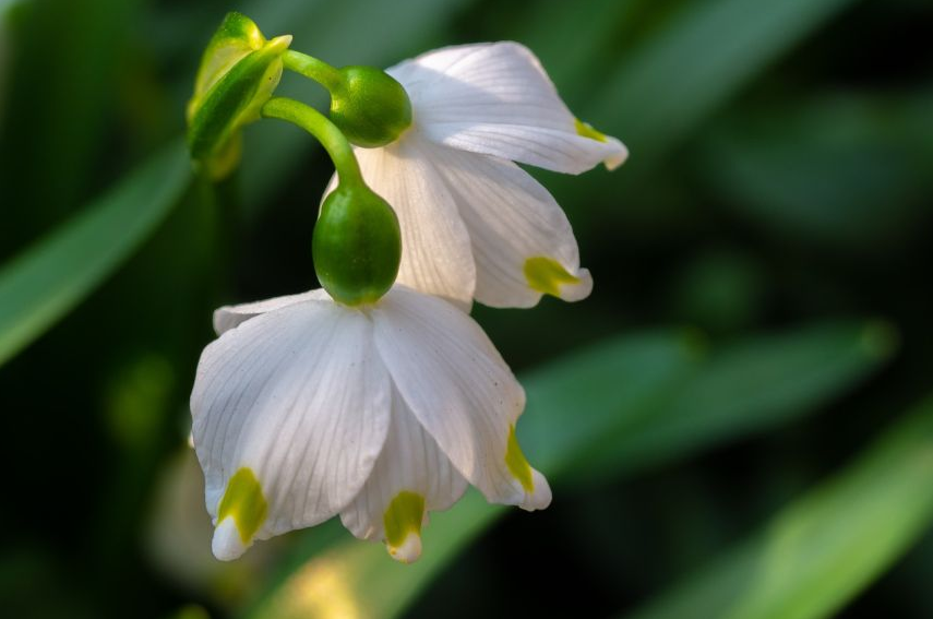 图片:夏雪片莲图片:雪花莲(雪滴花)图片:夏雪片莲图片:雪花莲(雪滴花)