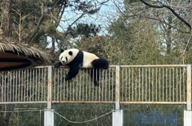 北京动物园大熊猫萌兰越狱工作人员食物引诱回去太有趣了