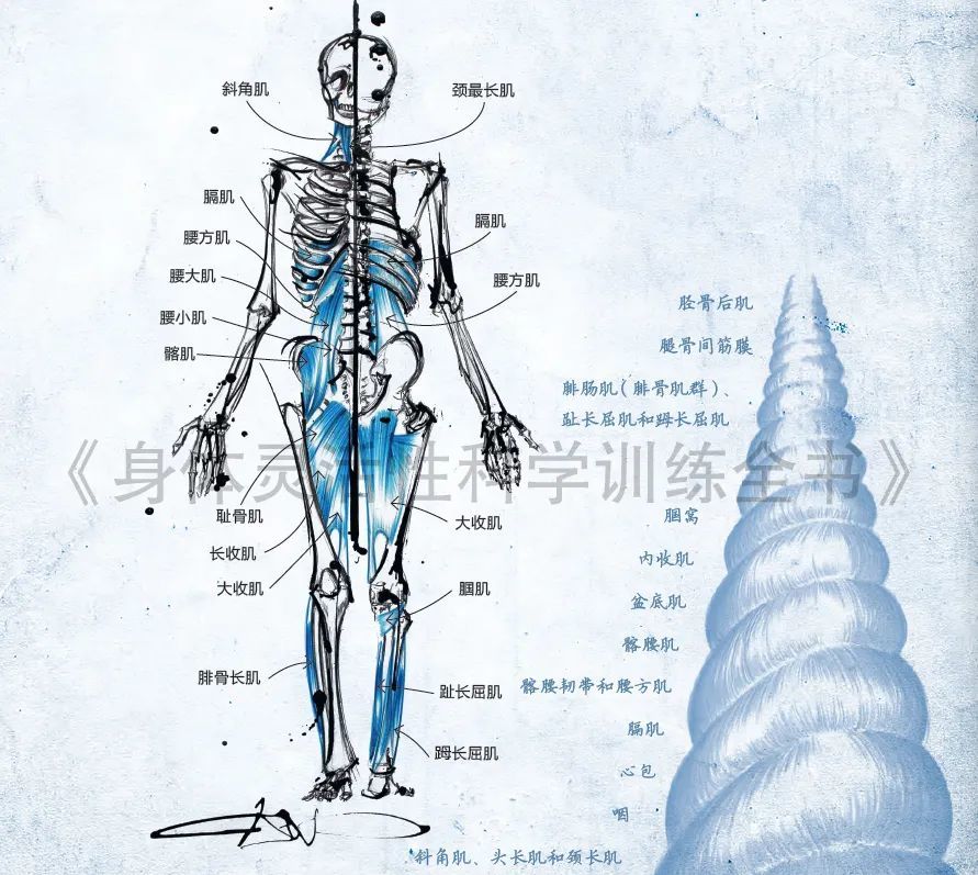 前深链是维持核心稳定的肌肉群,对保持身体平衡必不可少.