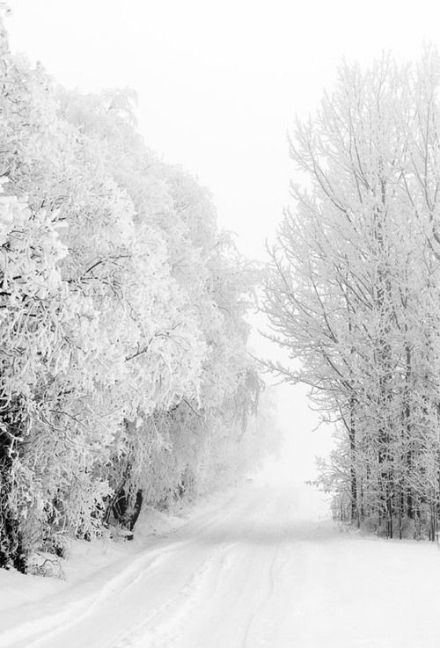 今日分享一组唯美雪景图