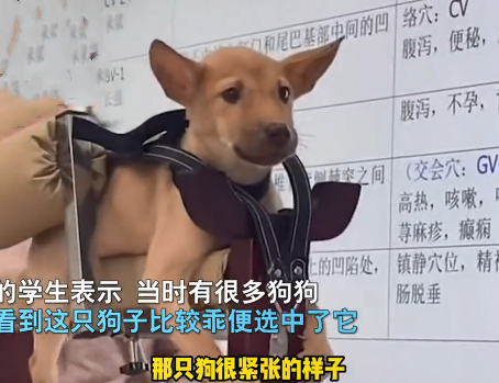 有些狗狗被吓到以后,会出现不吃不喝的情况,并且会躲起来,甚至连主人