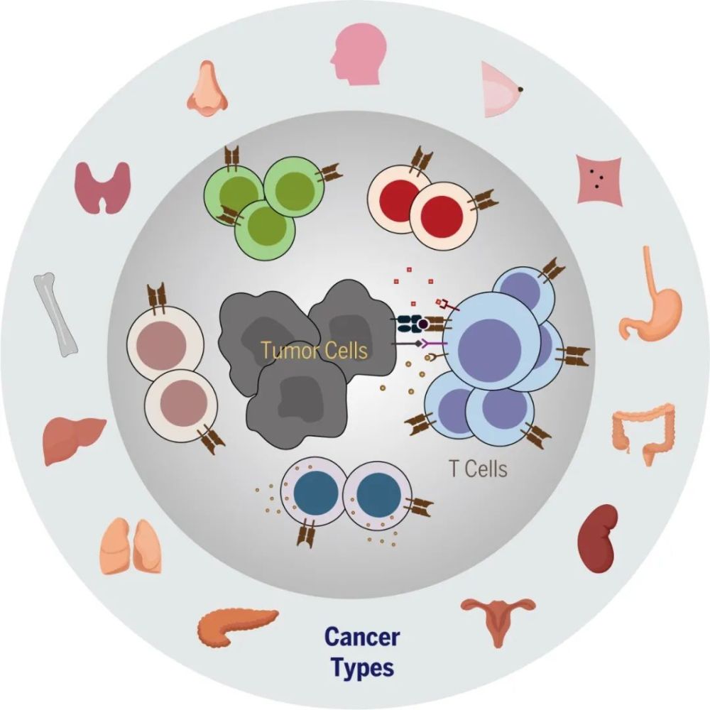 研究构建了涵盖21种癌症的单细胞水平泛癌症t细胞图谱(图片来源
