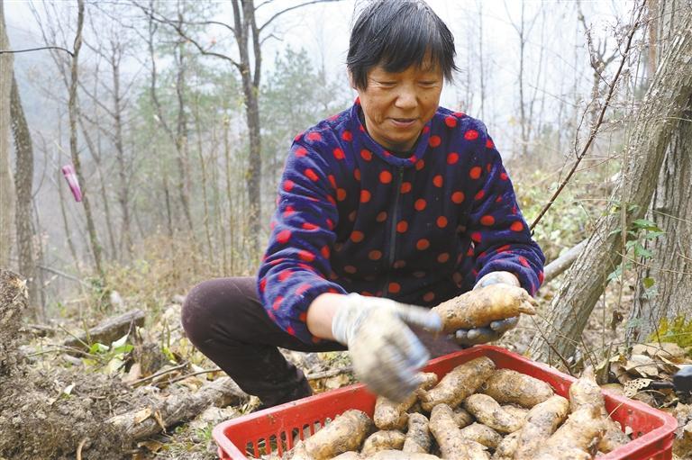 区大河镇洞沟村林下天麻种植基地里,村民们一边挖天麻一边将天麻装箱