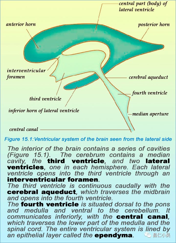 (一)大脑皮质显微解剖:1,大脑皮质结构cerebral cortex structure