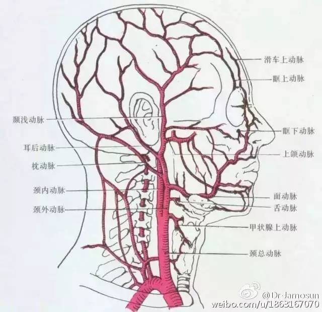 甲状腺上动脉,舌动脉,面动脉,颞浅动脉,上颌动脉,枕动脉,耳后动脉,咽