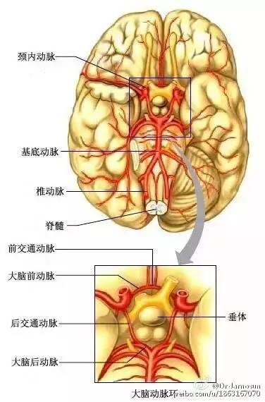 颈静脉球;3.乙状窦;4.小脑.图25颈内静脉和椎静脉(磁共振断面)1.