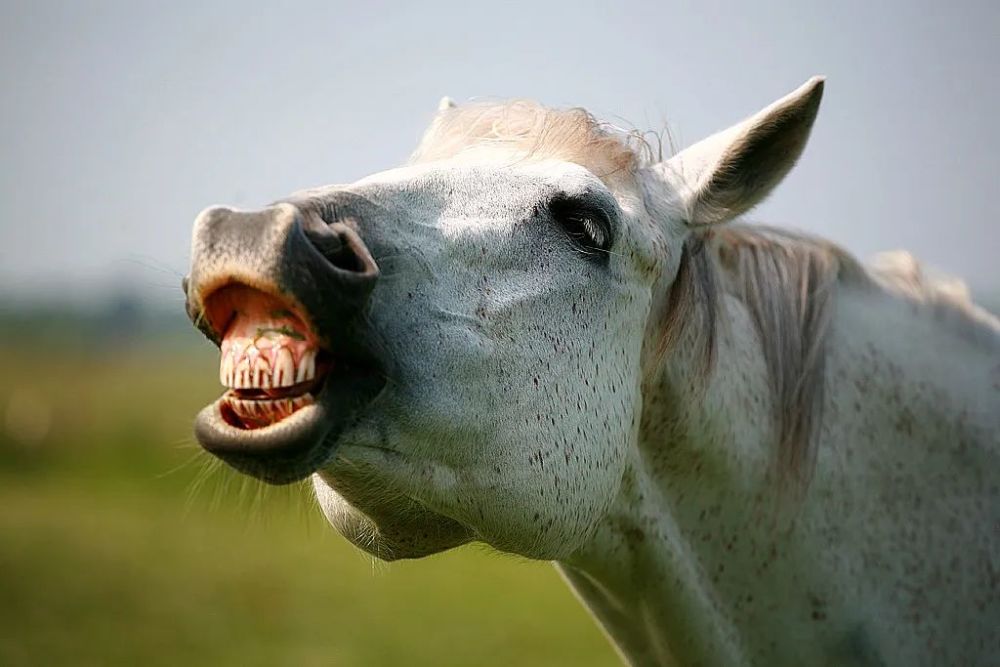张大嘴巴可见牙齿这种姿态根据马匹所处环境的不同,可以预示不同的