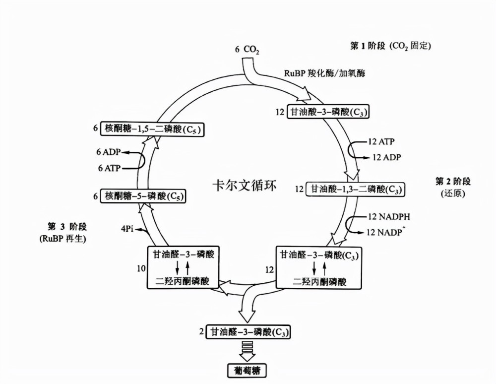 卡尔文循环这个词得名于美国生物学家卡尔文,卡尔文循环的过程大致是