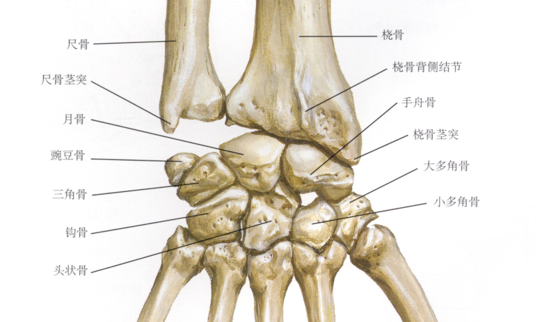 拇指和示指捏起的就是豌豆骨,其后面与三角骨构成