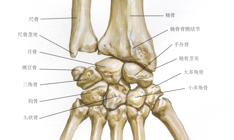 背面观拇指指间关节置于手舟骨上,朝向拇指中轴方向屈曲拇指,掌骨近端