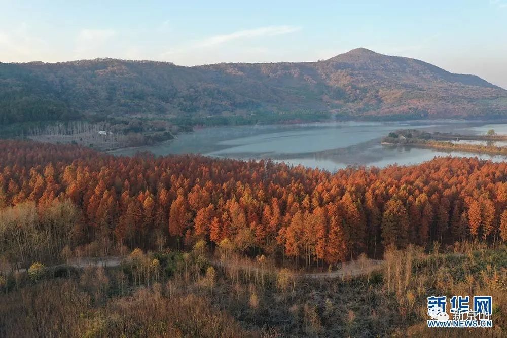 新华网专题推送冬景如画京山红杉林美出天际