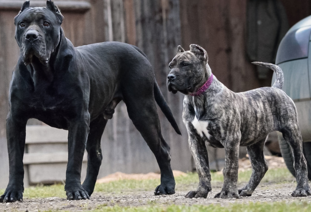 这五种大型犬你认识几个它们是如何繁衍的