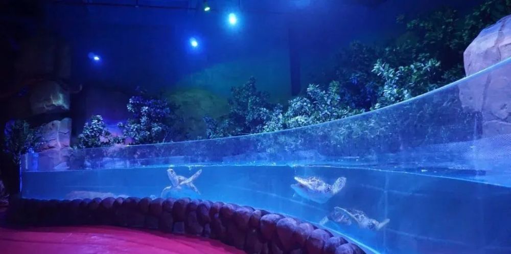 重磅极地海洋巨星白鲸亮相吉安海洋世界火速出圈内附视频
