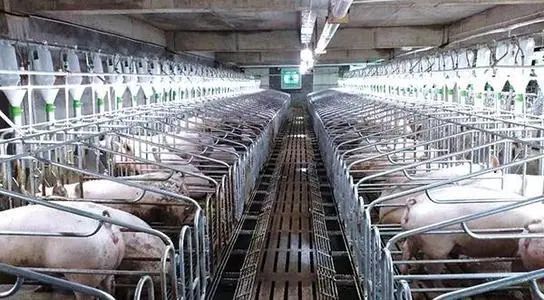 智能养猪探访牧原智能化养猪机器人巡检1人养2000头