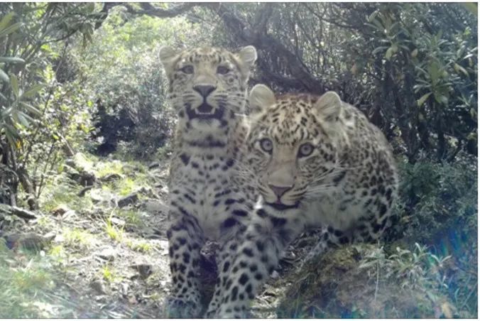 pardus japonensis)和华南豹(p.