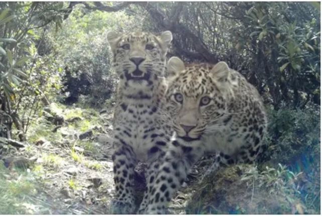 pardus japonensis)和华南豹(p.