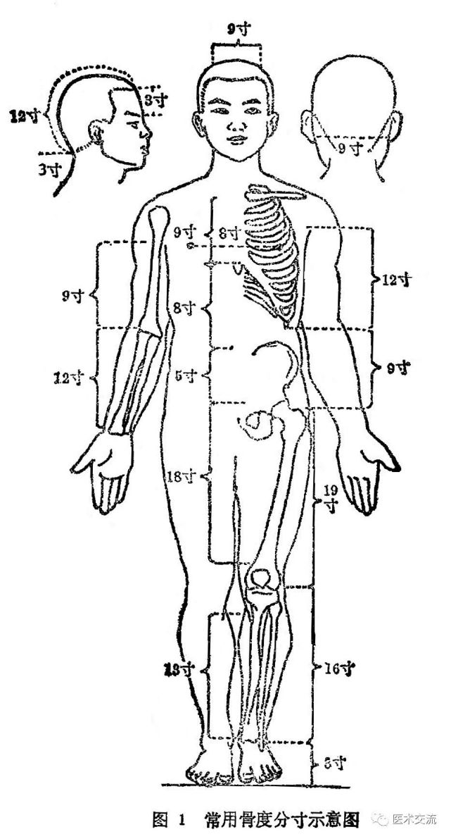 人体各部常用骨度分寸法如图1