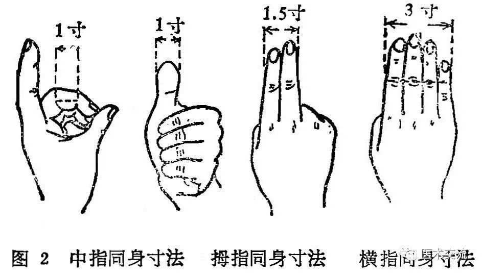 横指同身寸:又名"一夫法,是令患者将食指,中指,无名指和小指并拢,以