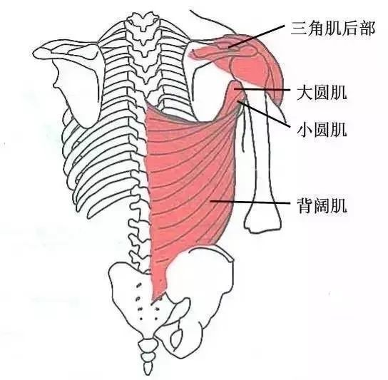 8,冈下肌压痛点冈下肌起始于冈下窝,抵止于肱骨大结节.