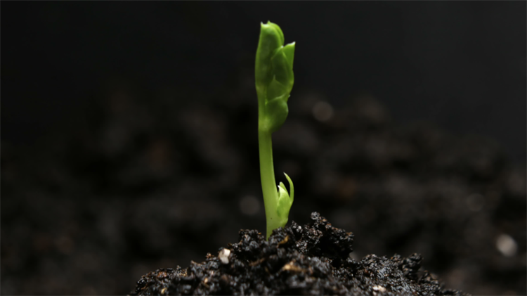 植物科普种子萌发的条件是生命物质的构成的基础元素